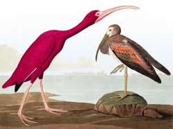John James Audubon Scarlet Ibis