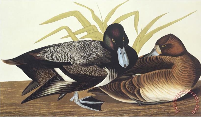 Scaup Duck painting - John James Audubon Scaup Duck Art Print