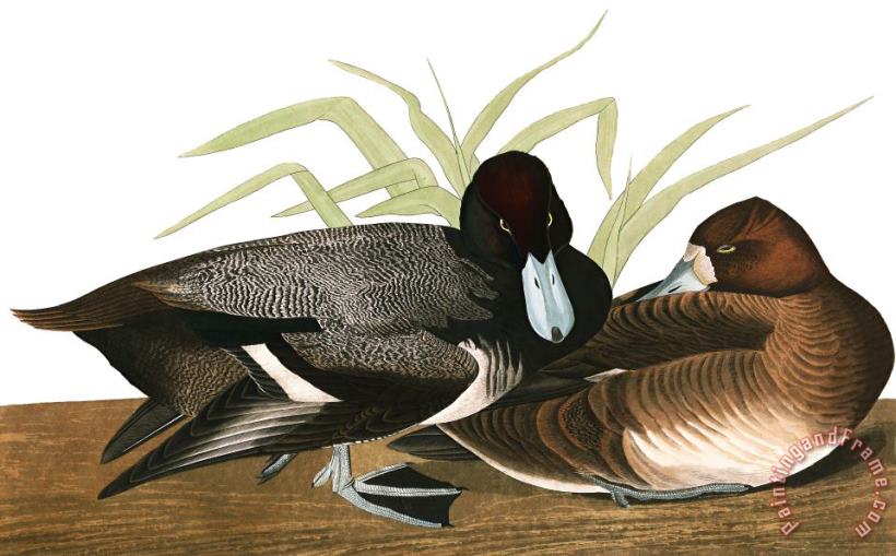 John James Audubon Scaup Duck Art Painting