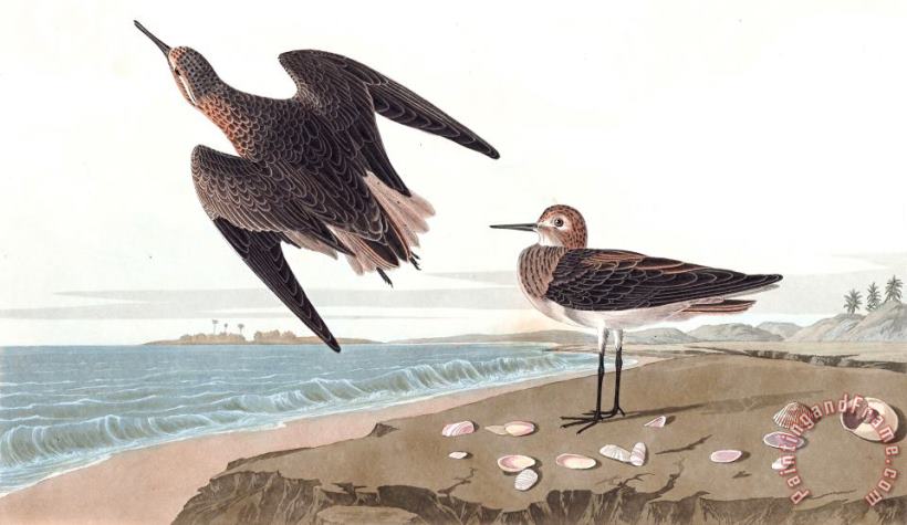 John James Audubon Schinz's Sandpiper Art Painting