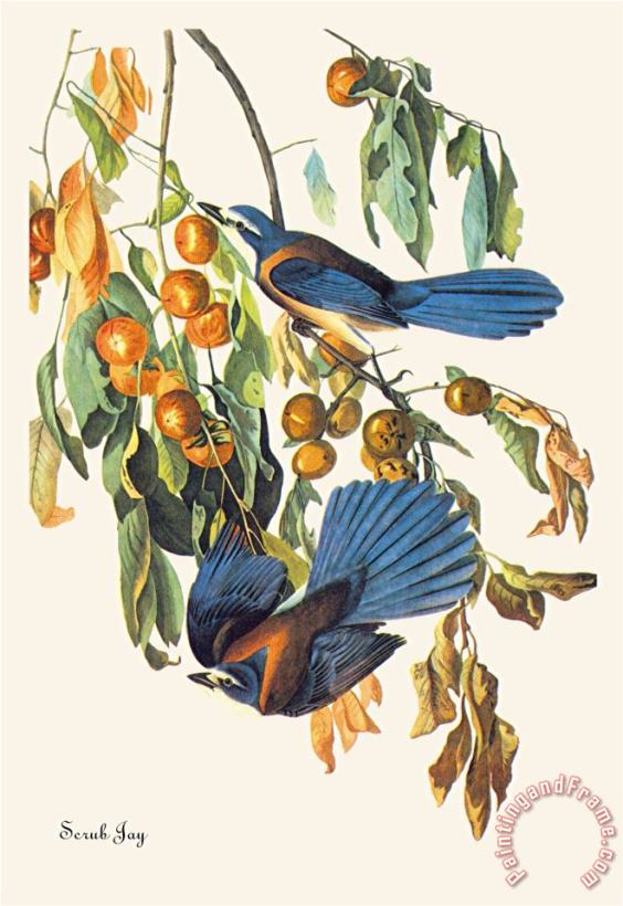 Scrub Jay painting - John James Audubon Scrub Jay Art Print