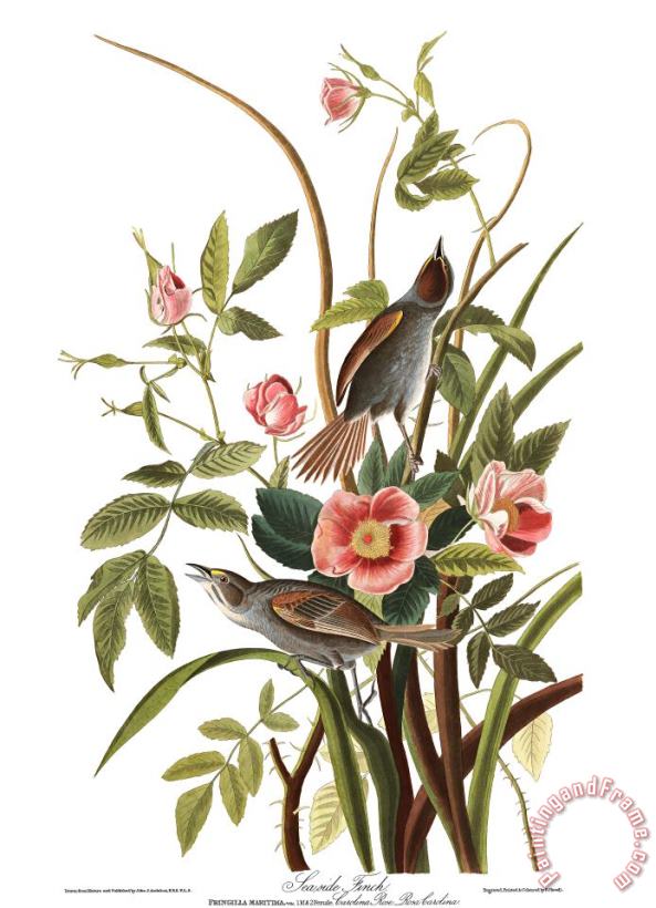 John James Audubon Sea Side Finch Art Print