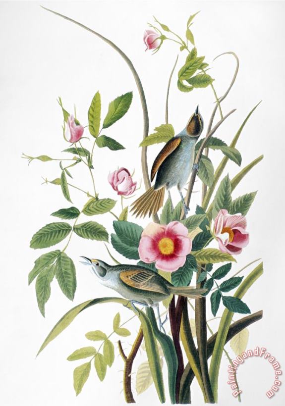 John James Audubon Seaside Sparrow 1858 Art Print