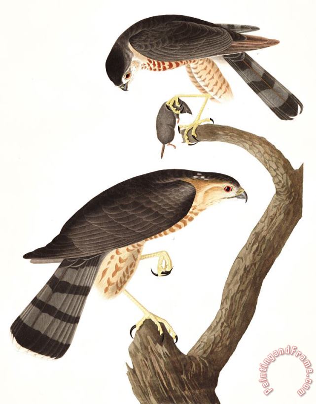 John James Audubon Sharp Shinned Hawk Art Print
