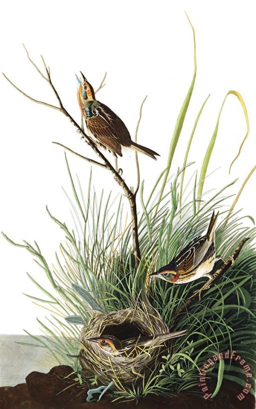 John James Audubon Sharp Tailed Finch Art Print