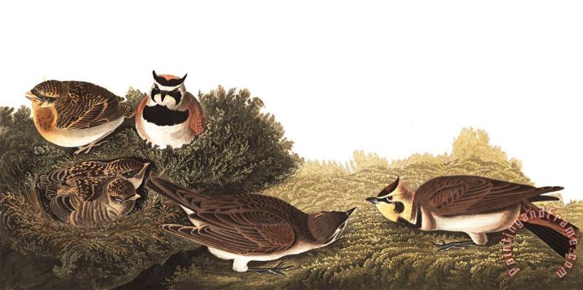 John James Audubon Shore Lark Art Print