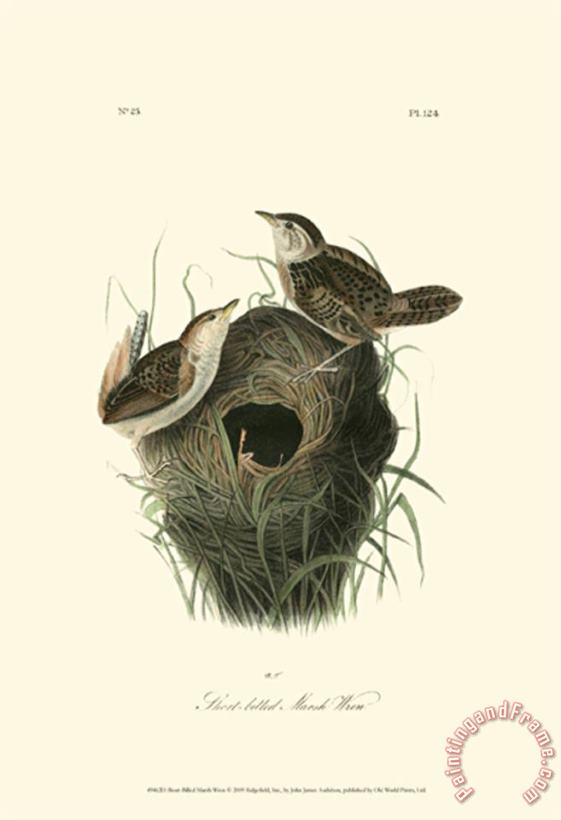 John James Audubon Short Billed Marsh Wren Art Painting