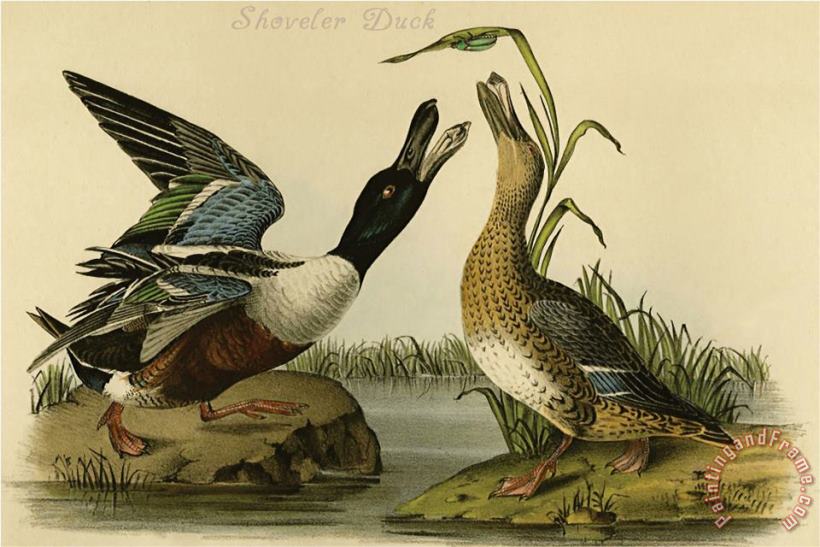 John James Audubon Shoveler Duck Art Painting