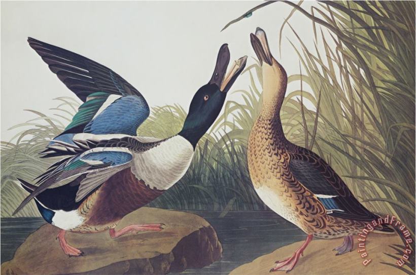 Shoveller Duck painting - John James Audubon Shoveller Duck Art Print