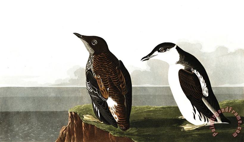 Slender Billed Guillemot painting - John James Audubon Slender Billed Guillemot Art Print