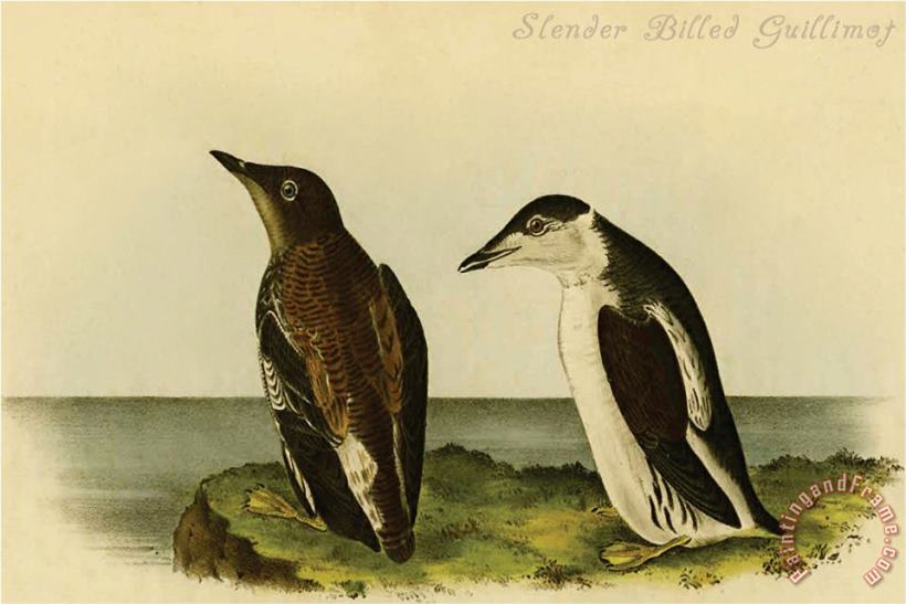 Slender Billed Guillimot painting - John James Audubon Slender Billed Guillimot Art Print