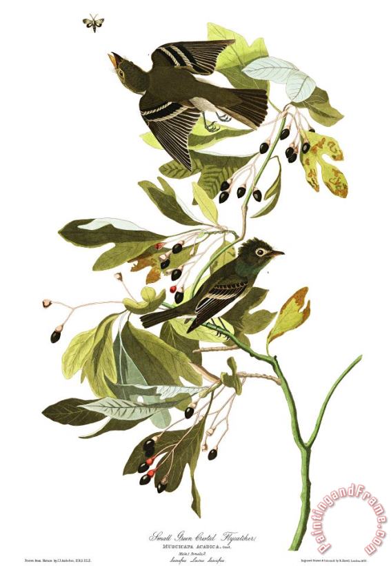 John James Audubon Small Green Crested Flycatcher Art Painting