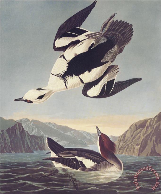 John James Audubon Smew Or White Nun Art Painting