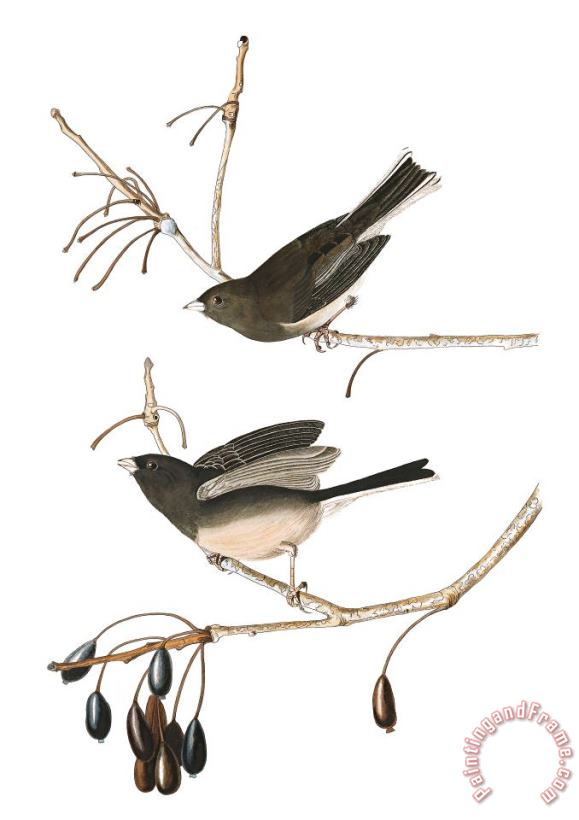 Snow Bird painting - John James Audubon Snow Bird Art Print