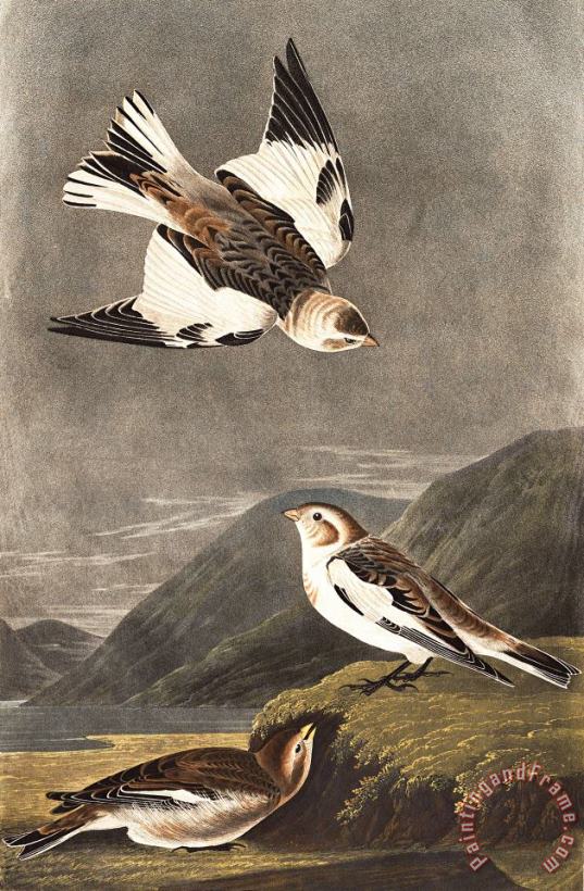 John James Audubon Snow Bunting Art Painting