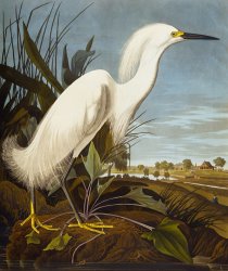 John James Audubon Snowy Heron Or White Egret Snowy Egret Egretta Thula Plate Ccklii From The Birds of America