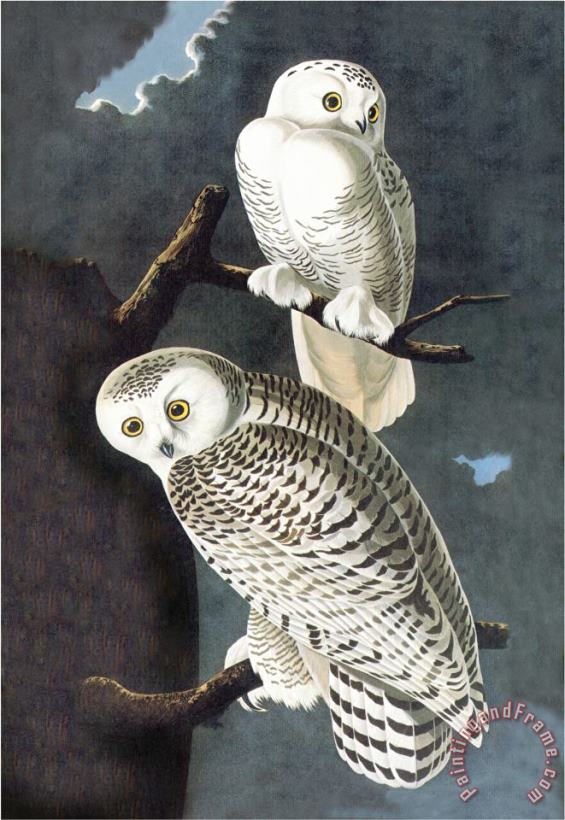 John James Audubon Snowy Owl Art Print
