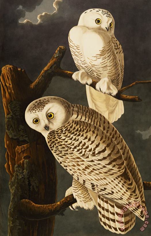 Snowy Owl painting - John James Audubon Snowy Owl Art Print