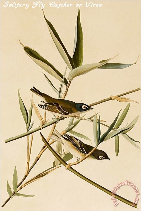 John James Audubon Solitary Fly Catcher Or Vireo Art Painting