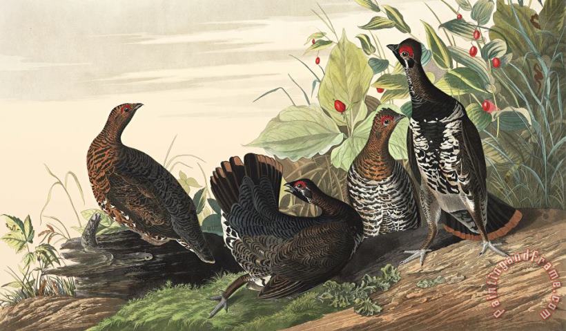 John James Audubon Spotted Grouse Art Painting