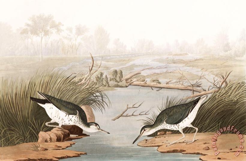 John James Audubon Spotted Sandpiper Art Painting