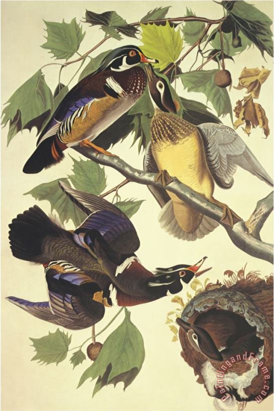 Summer Or Wood Duck painting - John James Audubon Summer Or Wood Duck Art Print