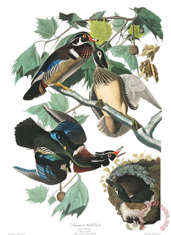 John James Audubon Summer, Or Wood Duck Art Painting