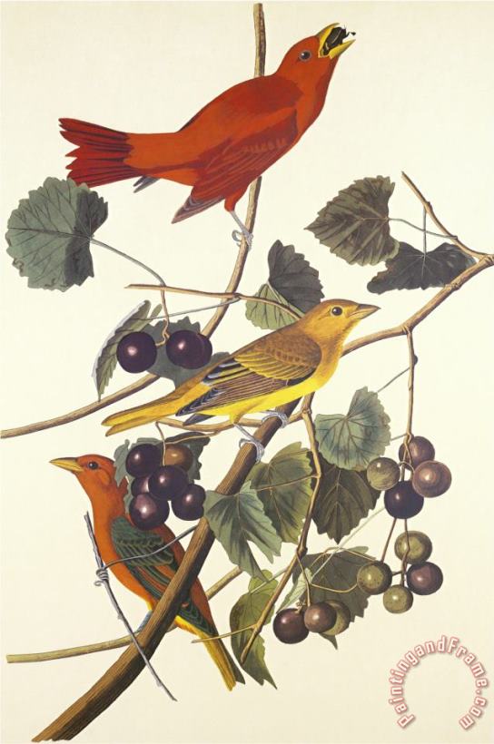 John James Audubon Summer Red Bird Art Print