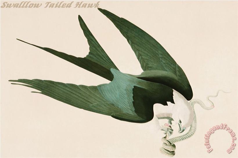John James Audubon Swalllow Tailed Hawk Art Painting