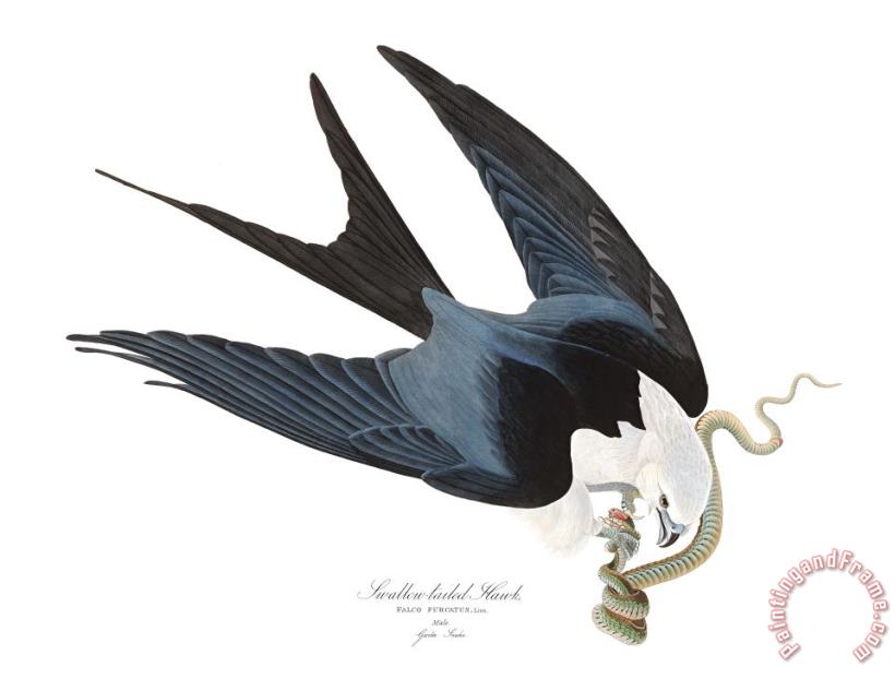 John James Audubon Swallow Tailed Hawk Art Painting