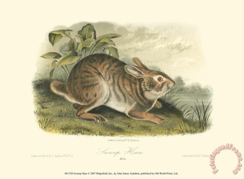 John James Audubon Swamp Hare Art Painting