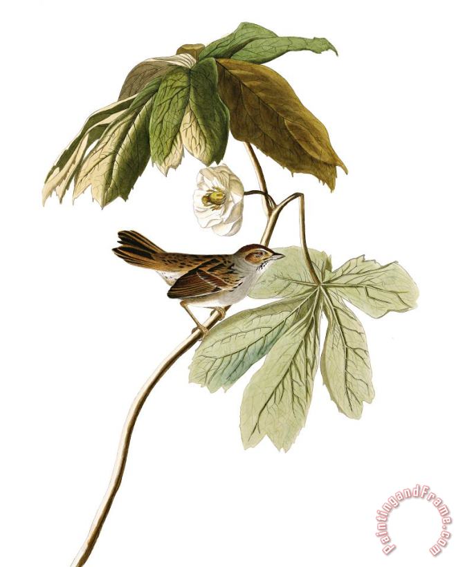 Swamp Sparrow painting - John James Audubon Swamp Sparrow Art Print