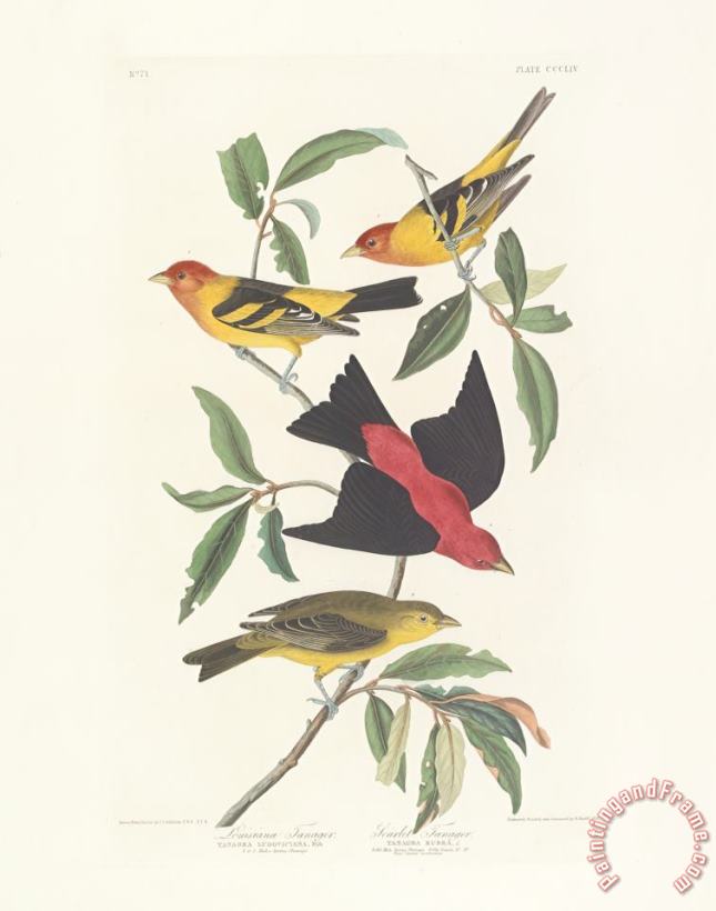 John James Audubon Tanagers Art Painting