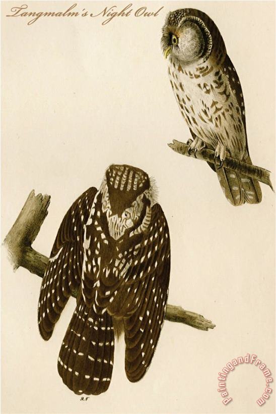 John James Audubon Tangmalm S Night Owl Art Painting