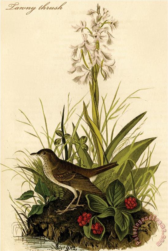 John James Audubon Tawny Thrush Art Print