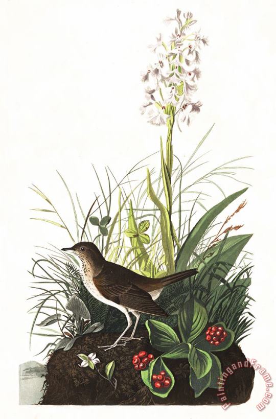 Tawny Thrush painting - John James Audubon Tawny Thrush Art Print