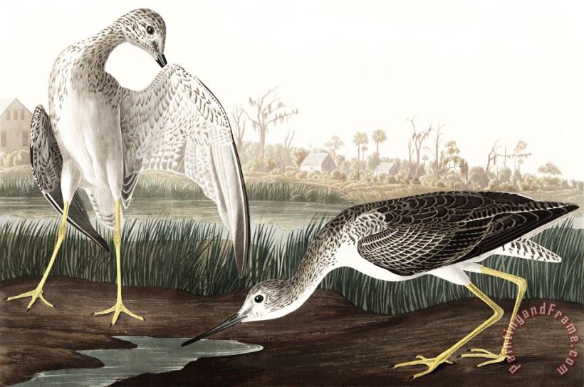 John James Audubon Tell Tale Godwit, Or Snipe Art Painting