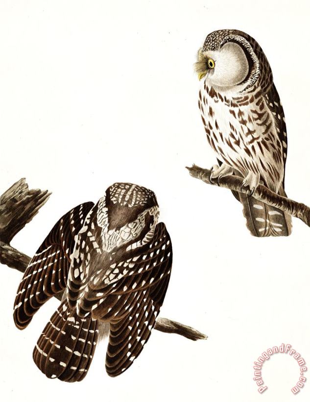 John James Audubon Tengmalm's Owl Art Painting