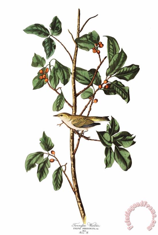 Tennessee Warbler painting - John James Audubon Tennessee Warbler Art Print