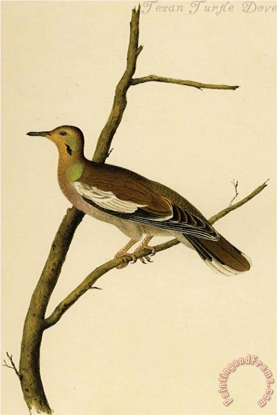 Texan Turtle Dove painting - John James Audubon Texan Turtle Dove Art Print