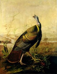John James Audubon The American Wild Turkey Cock
