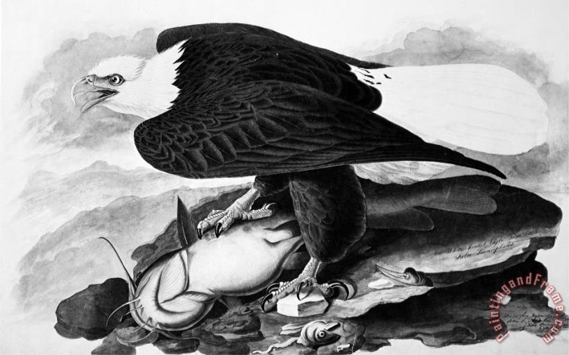 John James Audubon The Bald Eagle Art Print