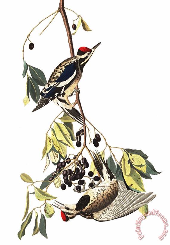 John James Audubon The Yellow Bellied Woodpecker Art Print