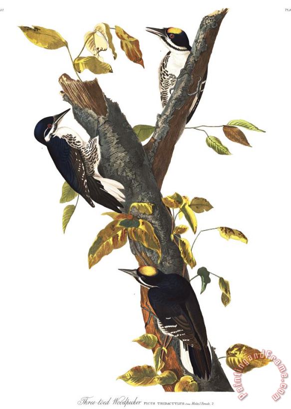 John James Audubon Three Toed Woodpecker Art Painting