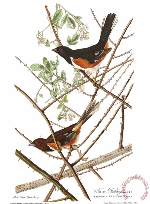 John James Audubon Towhe Bunting Art Print