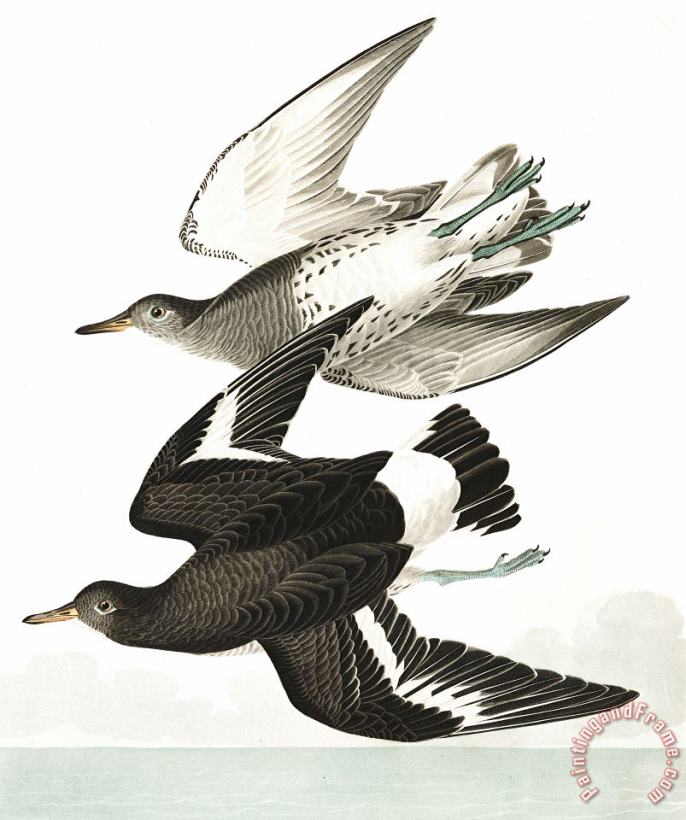 John James Audubon Townsend's Sandpiper Art Painting