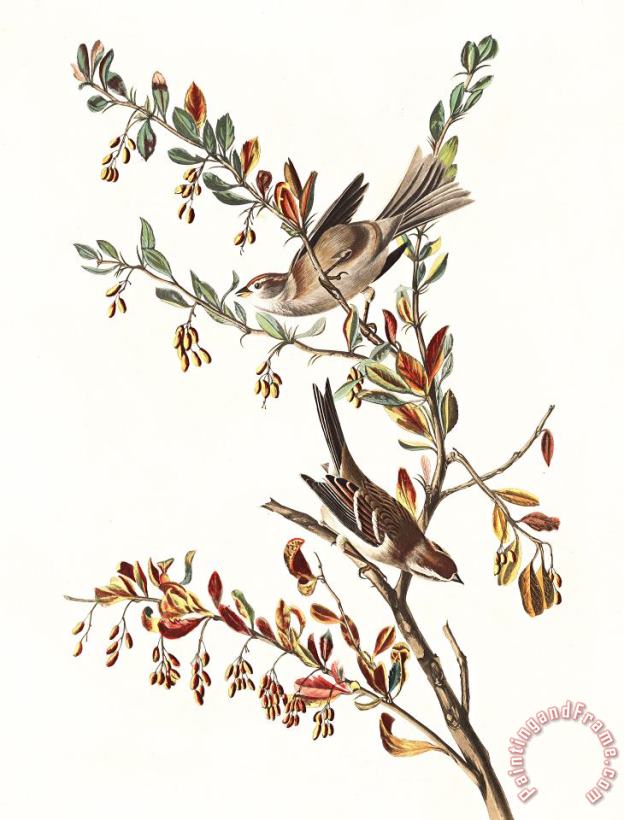 John James Audubon Tree Sparrow Art Painting