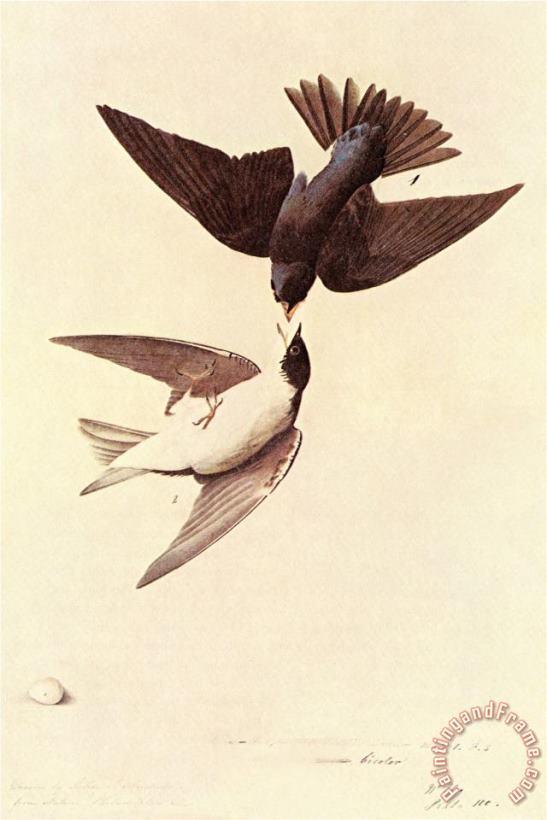 John James Audubon Tree Swallow Art Print