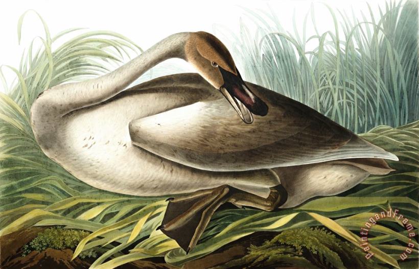 Trumpeter Swan painting - John James Audubon Trumpeter Swan Art Print