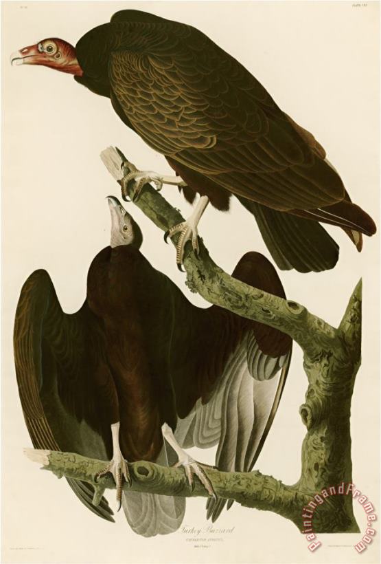John James Audubon Turkey Buzzard Art Print